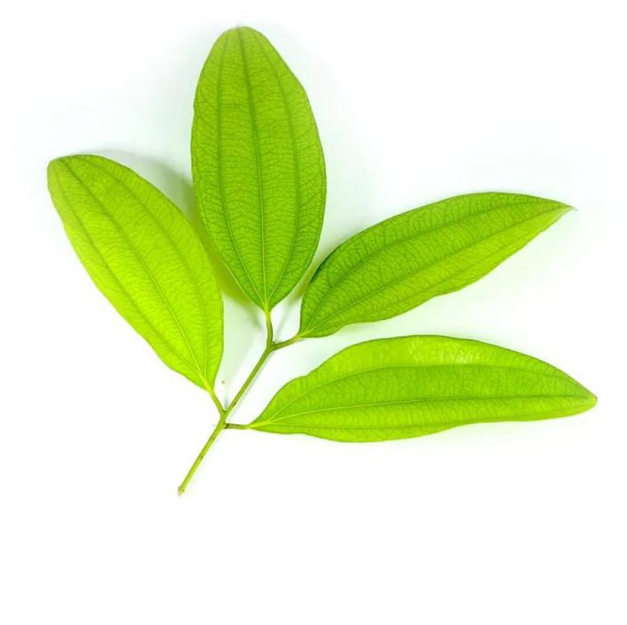 Kaneel blad, biologisch - Afbeelding 2